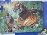 Tiger Family (3222)