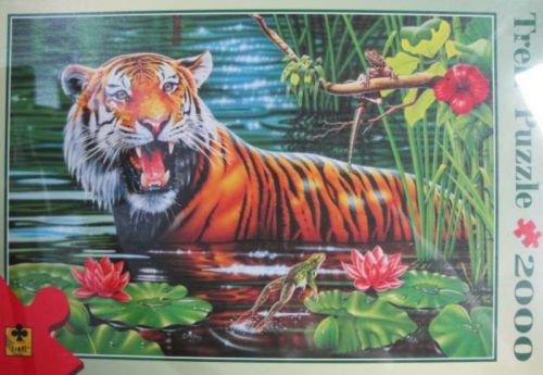 Tiger in the Water (3570)